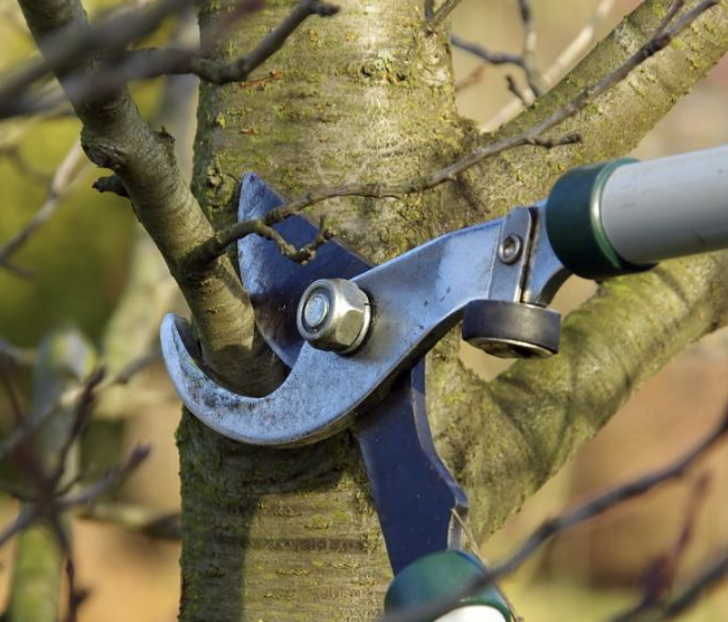 Élagage arbre chantier